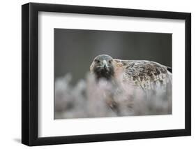 Golden eagle (Aquila chrysaetos), Sweden, Scandinavia, Europe-Janette Hill-Framed Photographic Print