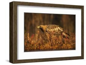 Golden eagle (Aquila chrysaetos), Sweden, Scandinavia, Europe-Janette Hill-Framed Photographic Print