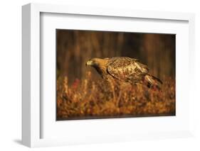 Golden eagle (Aquila chrysaetos), Sweden, Scandinavia, Europe-Janette Hill-Framed Photographic Print