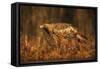 Golden eagle (Aquila chrysaetos), Sweden, Scandinavia, Europe-Janette Hill-Framed Stretched Canvas