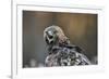 Golden eagle (Aquila chrysaetos), Sweden, Scandinavia, Europe-Janette Hill-Framed Photographic Print