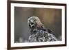 Golden eagle (Aquila chrysaetos), Sweden, Scandinavia, Europe-Janette Hill-Framed Photographic Print