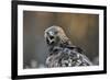 Golden eagle (Aquila chrysaetos), Sweden, Scandinavia, Europe-Janette Hill-Framed Photographic Print