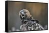 Golden eagle (Aquila chrysaetos), Sweden, Scandinavia, Europe-Janette Hill-Framed Stretched Canvas