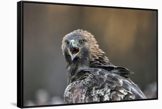 Golden eagle (Aquila chrysaetos), Sweden, Scandinavia, Europe-Janette Hill-Framed Stretched Canvas