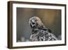 Golden eagle (Aquila chrysaetos), Sweden, Scandinavia, Europe-Janette Hill-Framed Photographic Print