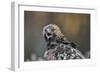 Golden eagle (Aquila chrysaetos), Sweden, Scandinavia, Europe-Janette Hill-Framed Photographic Print