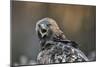 Golden eagle (Aquila chrysaetos), Sweden, Scandinavia, Europe-Janette Hill-Mounted Photographic Print