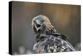 Golden eagle (Aquila chrysaetos), Sweden, Scandinavia, Europe-Janette Hill-Stretched Canvas