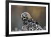 Golden eagle (Aquila chrysaetos), Sweden, Scandinavia, Europe-Janette Hill-Framed Photographic Print