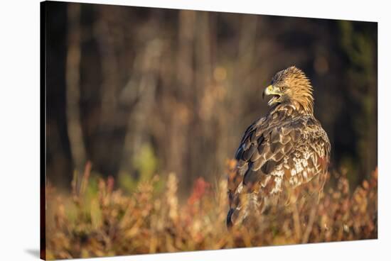 Golden eagle (Aquila chrysaetos), Sweden, Scandinavia, Europe-Janette Hill-Stretched Canvas