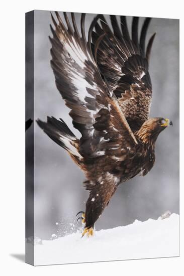 Golden Eagle (Aquila Chrysaetos) Taking Off, Flatanger, Norway, November 2008-Widstrand-Stretched Canvas