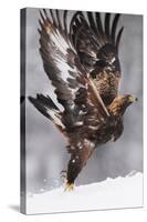 Golden Eagle (Aquila Chrysaetos) Taking Off, Flatanger, Norway, November 2008-Widstrand-Stretched Canvas