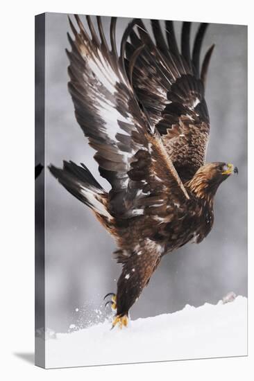 Golden Eagle (Aquila Chrysaetos) Taking Off, Flatanger, Norway, November 2008-Widstrand-Stretched Canvas