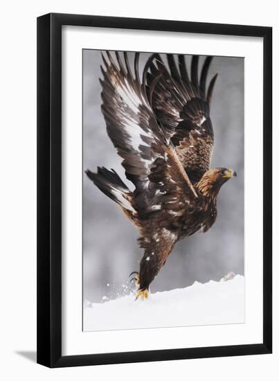 Golden Eagle (Aquila Chrysaetos) Taking Off, Flatanger, Norway, November 2008-Widstrand-Framed Premium Photographic Print