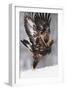 Golden Eagle (Aquila Chrysaetos) Taking Off, Flatanger, Norway, November 2008-Widstrand-Framed Premium Photographic Print