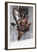 Golden Eagle (Aquila Chrysaetos) Taking Off, Flatanger, Norway, November 2008-Widstrand-Framed Premium Photographic Print