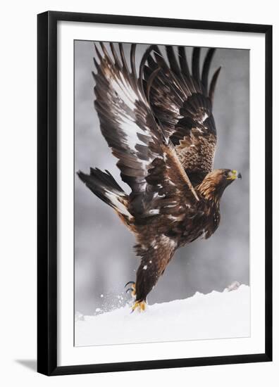 Golden Eagle (Aquila Chrysaetos) Taking Off, Flatanger, Norway, November 2008-Widstrand-Framed Premium Photographic Print