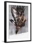 Golden Eagle (Aquila Chrysaetos) Taking Off, Flatanger, Norway, November 2008-Widstrand-Framed Premium Photographic Print