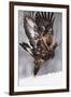 Golden Eagle (Aquila Chrysaetos) Taking Off, Flatanger, Norway, November 2008-Widstrand-Framed Photographic Print