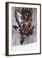 Golden Eagle (Aquila Chrysaetos) Taking Off, Flatanger, Norway, November 2008-Widstrand-Framed Photographic Print