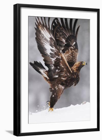 Golden Eagle (Aquila Chrysaetos) Taking Off, Flatanger, Norway, November 2008-Widstrand-Framed Photographic Print
