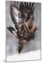 Golden Eagle (Aquila Chrysaetos) Taking Off, Flatanger, Norway, November 2008-Widstrand-Mounted Photographic Print