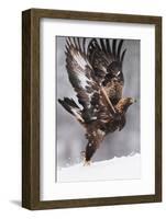 Golden Eagle (Aquila Chrysaetos) Taking Off, Flatanger, Norway, November 2008-Widstrand-Framed Photographic Print