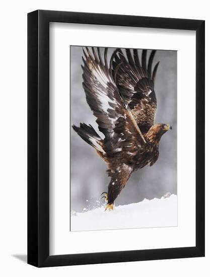 Golden Eagle (Aquila Chrysaetos) Taking Off, Flatanger, Norway, November 2008-Widstrand-Framed Photographic Print