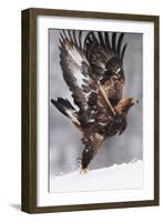 Golden Eagle (Aquila Chrysaetos) Taking Off, Flatanger, Norway, November 2008-Widstrand-Framed Photographic Print