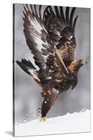 Golden Eagle (Aquila Chrysaetos) Taking Off, Flatanger, Norway, November 2008-Widstrand-Stretched Canvas