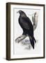 Golden Eagle (Aquila Chrysaetos)-John Gould-Framed Giclee Print