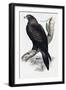 Golden Eagle (Aquila Chrysaetos)-John Gould-Framed Giclee Print