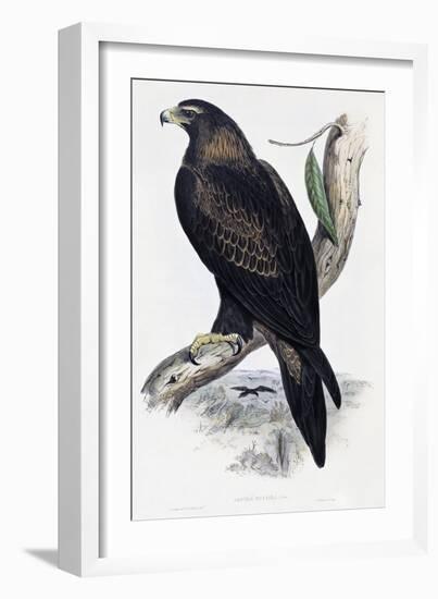 Golden Eagle (Aquila Chrysaetos)-John Gould-Framed Giclee Print