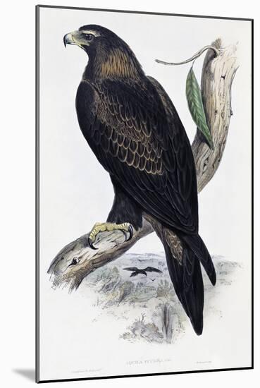 Golden Eagle (Aquila Chrysaetos)-John Gould-Mounted Giclee Print