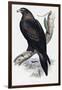 Golden Eagle (Aquila Chrysaetos)-John Gould-Framed Giclee Print