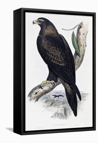 Golden Eagle (Aquila Chrysaetos)-John Gould-Framed Stretched Canvas