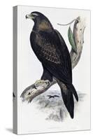 Golden Eagle (Aquila Chrysaetos)-John Gould-Stretched Canvas