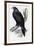 Golden Eagle (Aquila Chrysaetos)-John Gould-Framed Giclee Print