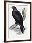 Golden Eagle (Aquila Chrysaetos)-John Gould-Framed Giclee Print