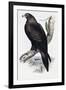 Golden Eagle (Aquila Chrysaetos)-John Gould-Framed Giclee Print