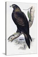 Golden Eagle (Aquila Chrysaetos)-John Gould-Stretched Canvas