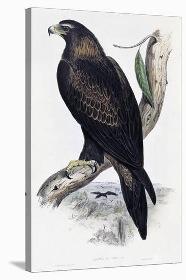 Golden Eagle (Aquila Chrysaetos)-John Gould-Stretched Canvas