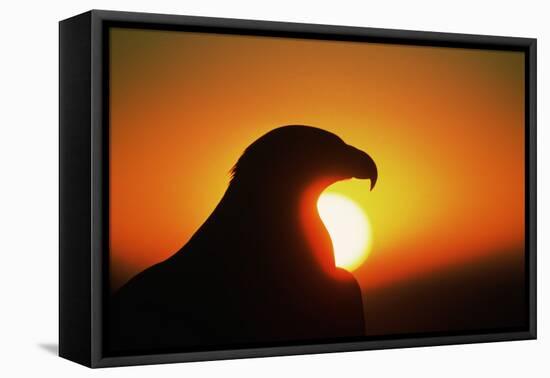 Golden Eagle at Sunrise-W. Perry Conway-Framed Stretched Canvas