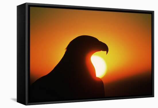 Golden Eagle at Sunrise-W. Perry Conway-Framed Stretched Canvas