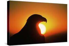 Golden Eagle at Sunrise-W. Perry Conway-Stretched Canvas