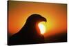 Golden Eagle at Sunrise-W. Perry Conway-Stretched Canvas