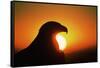 Golden Eagle at Sunrise-W. Perry Conway-Framed Stretched Canvas