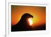 Golden Eagle at Sunrise-W. Perry Conway-Framed Photographic Print