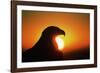 Golden Eagle at Sunrise-W. Perry Conway-Framed Photographic Print